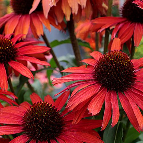 Echinacea 'Fountain Red' - Kasvirág