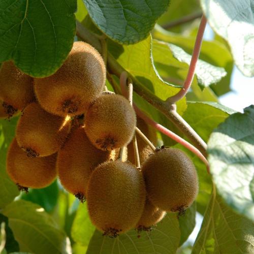 Actinidia 'Jenny'-  Kivi (öntermékeny)