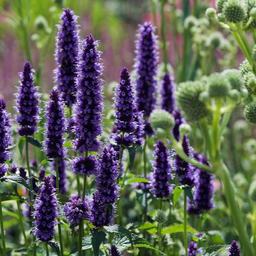Agastache 'Black Adder' - Izsópfű