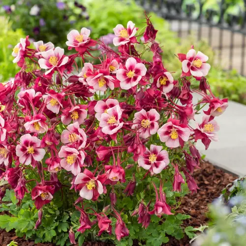 Aquilegia caerulea 'Earlybird™ Red White' -  Havasi harangláb