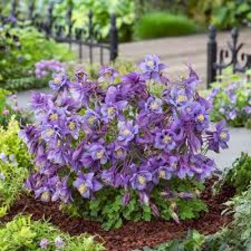 Aquilegia caerulea 'Earlybird™  Purple Bule' -  Havasi harangláb