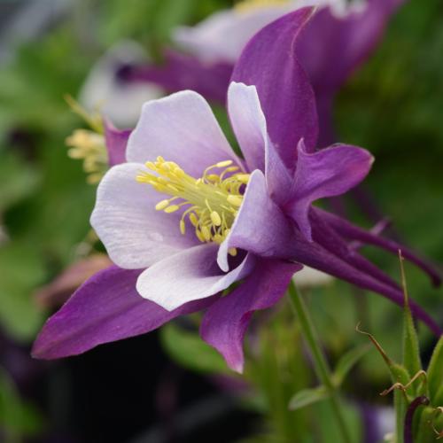 Aquilegia caerulea 'Earlybird™ Purple White' -  Havasi harangláb