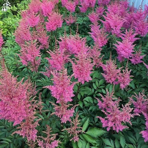 Astilbe arendsii 'Gloria Purpurea' - Kerti tollbuga