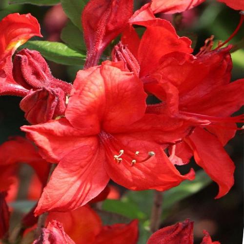 Azálea mollis ‘Coccineum speciosum’ - Azálea