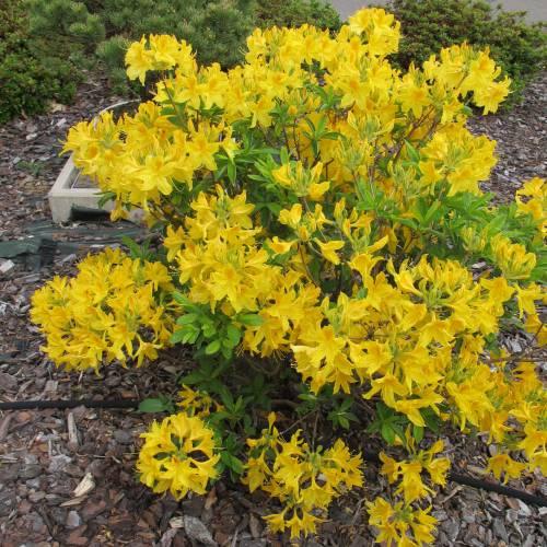 Azálea mollis ‘Goldtopas’ - Azálea
