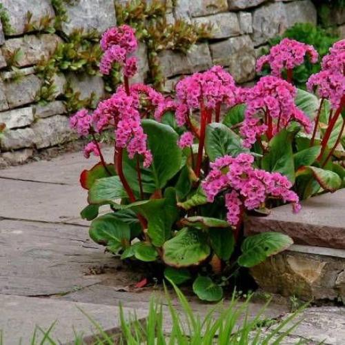 Bergenia cordifolia 'Rotblum' - Szívlevelű bőrlevél