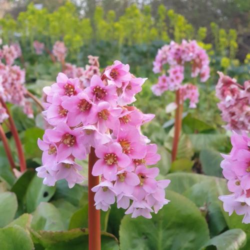 Bergenia cordifolia 'Baby Doll' - Bőrlevél fajta
