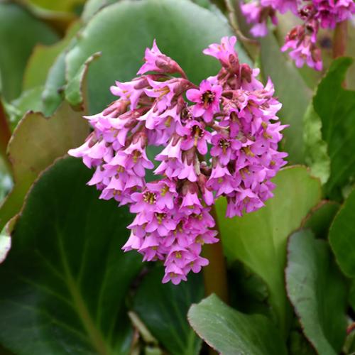 Bergenia cordifolia 'Rose' - Bőrlevél