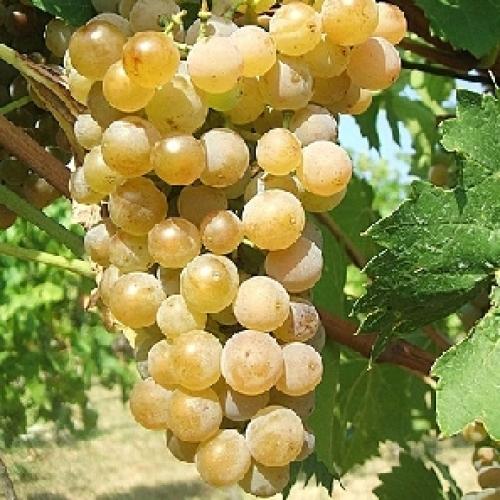 Csemegeszőlő ‘Fehér Chasselas’