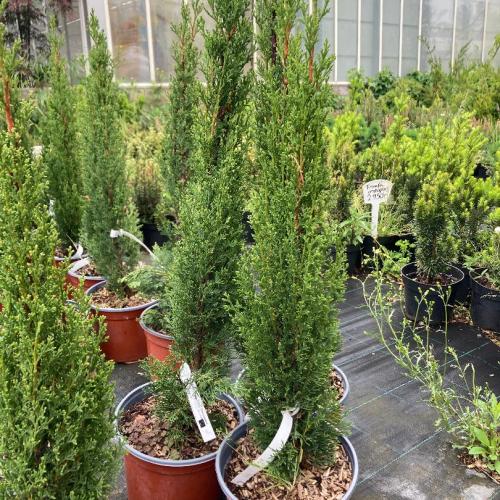 Cupressus sempervirens 'Totem' - Európai ciprus