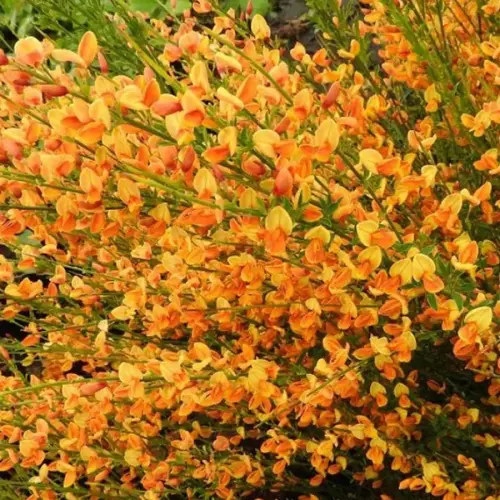 A Cytisus scoparius  'Apricot Gem' - Zanót (narancs-rózsaszín)