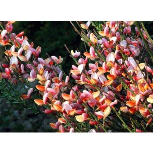 Cytisus 'Moyclare Pink'- Zanót (rózsaszín)