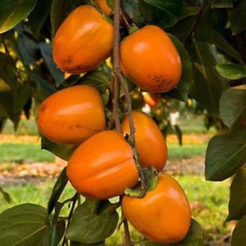 Diospyros kaki 'Cioccolatino' - Kakiszilva, datolyaszilva (oltvány)