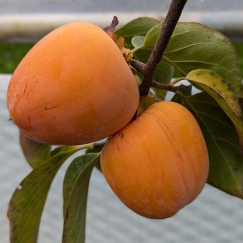 Diospyros kaki 'Rojo Brillante' - Kakiszilva, datolyaszilva (oltvány)