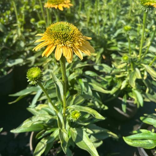 Echinacea 'Delightful ™ Sunshine' - Kasvirág