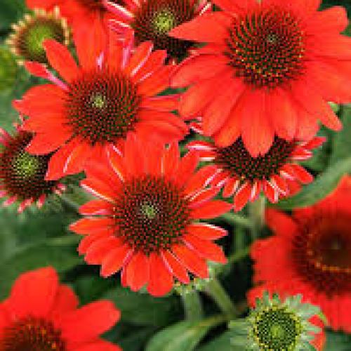 Echinacea 'SunMagic® Vintage Electric Orange' - Kasvirág