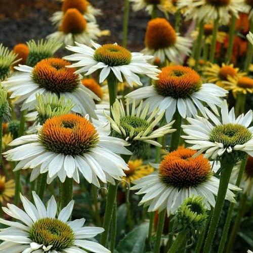 Echinacea 'Fragrant Angel' - Kasvirág