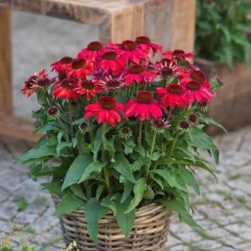 Echinacea 'SunMagic® Vintage Hot Red' - Kasvirág