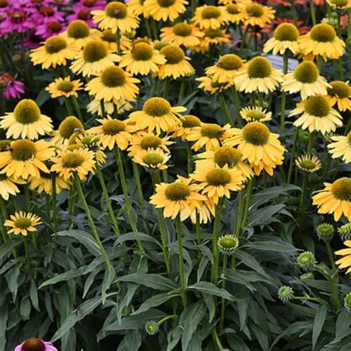 Echinacea 'SunMagic® Vintage Yellow' - Kasvirág