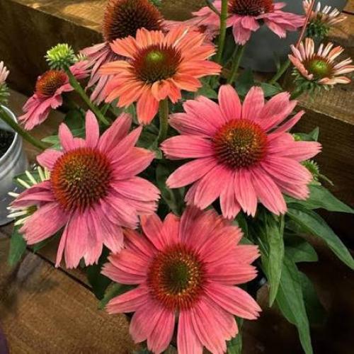 Echinacea 'SunMagic® Vintage Watermelon' - Kasvirág