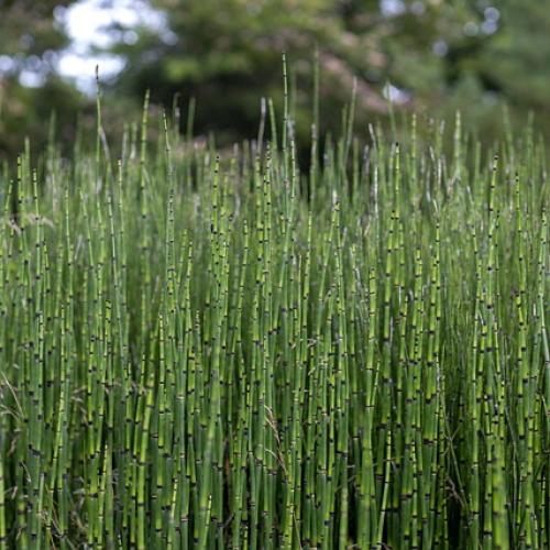 Equisetum hyemale robustum - Japán zsurló
