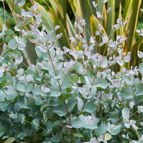 Eucalyptus cinerea 'Silver Dollar' - Nagylevelű havasi eukaliptusz