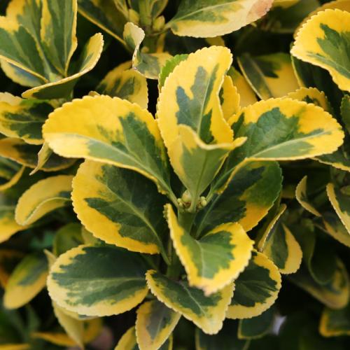 Euonymus japonicus ’Elegantissimus Aureus' - Japán kecskerágó