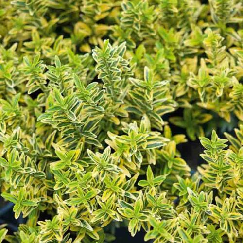 Euonymus japonicus ’Microphyllus Aureovariegatus’ - Aprólevelű törpe kecskerágó