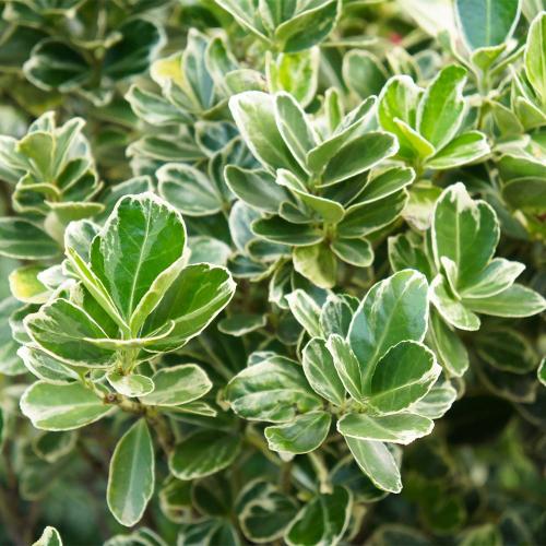 Euonymus japonicus ’President Gauthier' - Japán kecskerágó