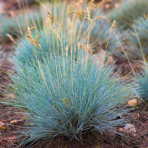 Festuca glauca 'Intense Blue' - Kék csenkesz
