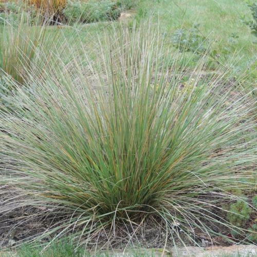 Festuca mairei - Atlasz csenkesz