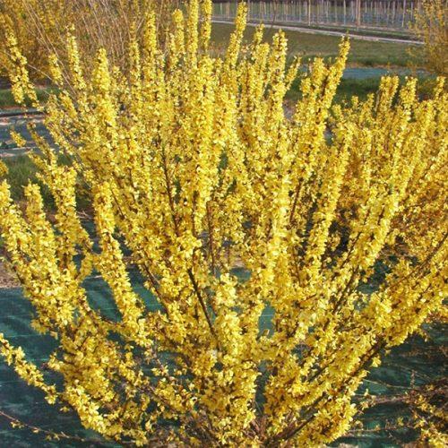 Forsythia intermedia ’Melée d’Or’ - Aranycserje