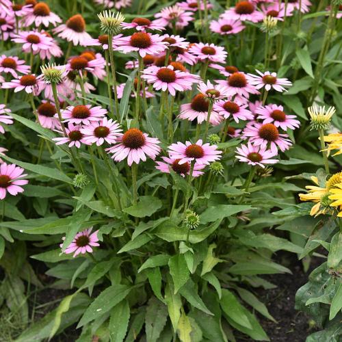 Echinacea 'Fountain Light Purple' - Kasvirág