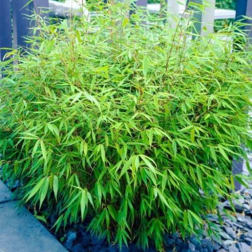 Fargesia rufa - Panda bambusz
