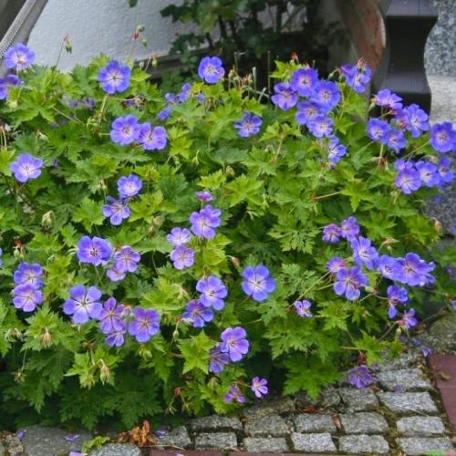 Geranium sanguineum ‘Rozanne’ - Gólyaorr