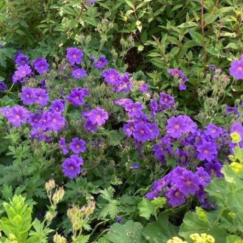 Geranium magnificum 'Rosemoor ’ - Illatos gólyaorr