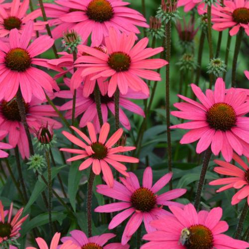 Echinacea 'Glowing Dream' - Kasvirág