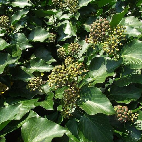 Hedera helix  'Arborescens' - Borostyán (karós)