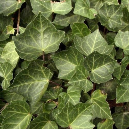 Hedera helix  ’Woerner’ - Borostyán
