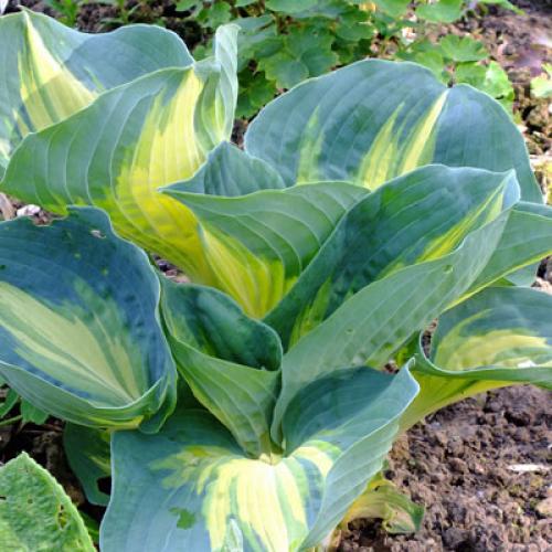 Hosta fortunei ’Dream Queen’ - Árnyékliliom