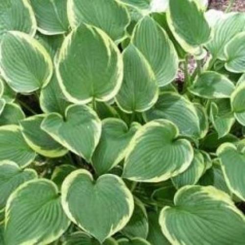 Hosta fortunei 'Aureomarginata’ - Árnyékliliom