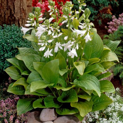 Hosta fortunei ’Royal Standard’ - Árnyékliliom
