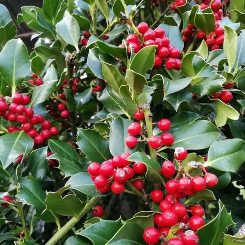 Ilex x 'Nellie R. Stevens' - Magyal