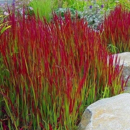Imperata cylindrica 'Red Baron' - Alangfű
