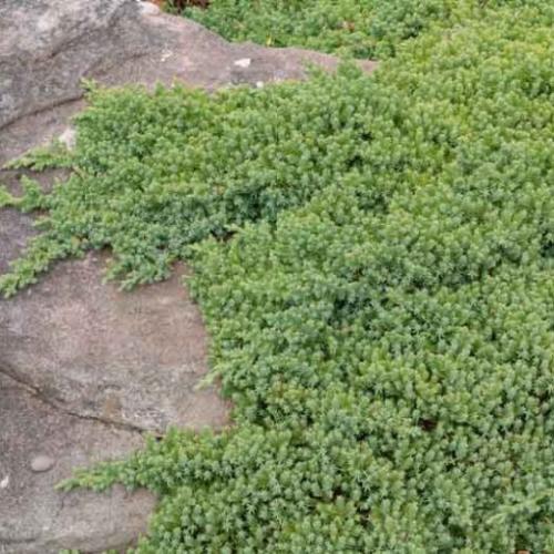Juniperus procumbens 'Nana' - Törpe kúszóboróka