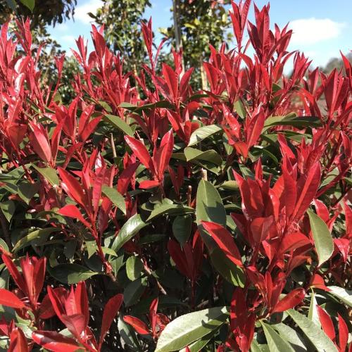 Photinia x fraseri ’Carre Rouge’ - Korallberkenye