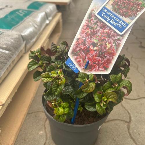 Leucothoe axillaris 'Curly Red' - Fürtöshanga