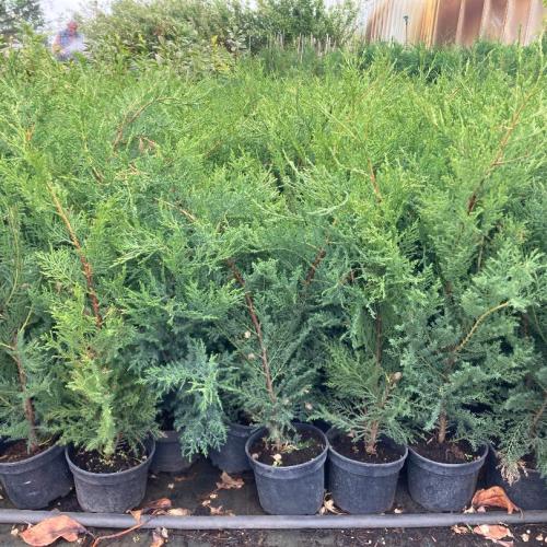 Cupressocyparis x Leylandii  ‘Oger’  - Leylandi ciprus (5l)