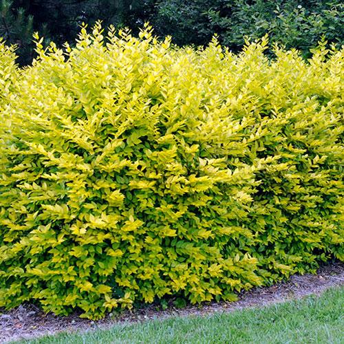 Ligustrum ovalifolium ‘Aureum’ - Aranytarka levelű  fagyal (2 l-es konténerben)