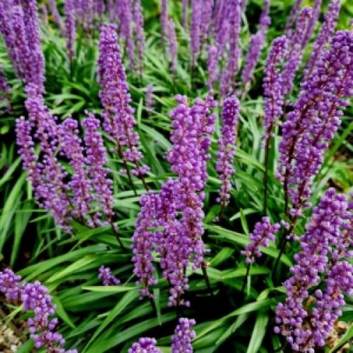 Liriope muscari ’Lilac wonder’ - Gyöngyikés gyepliliom